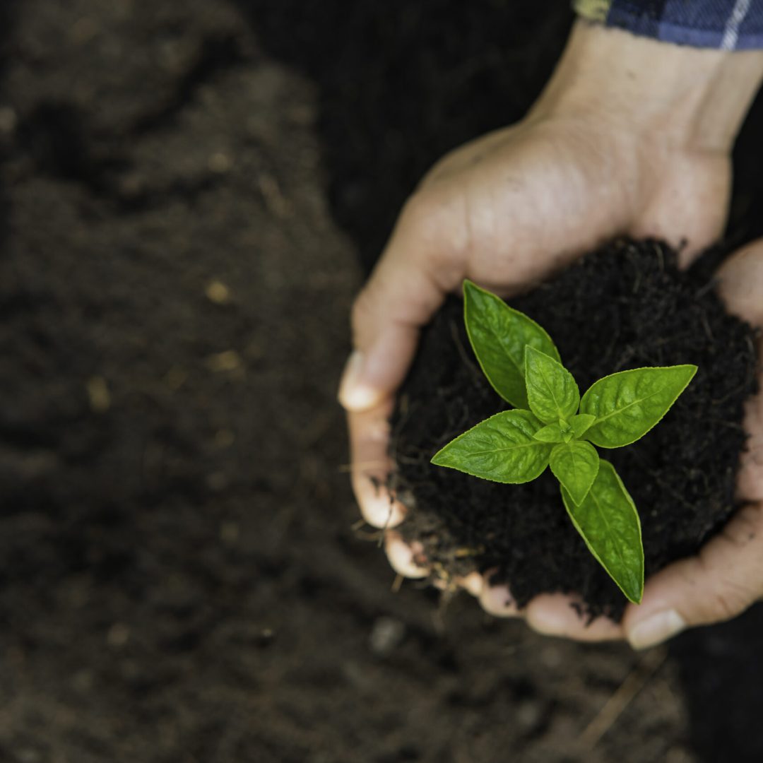 Man carrying seedling in two hands and protection new growing seedling to planting into soil in the garden while reforestation for environment earth